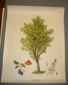 Foto del prodotto