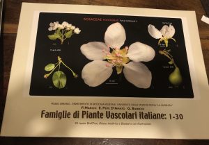 ImmagineIMG_3724